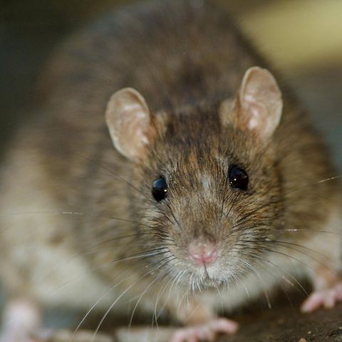 Rats — Common pest problems in Fort Collins, CO
