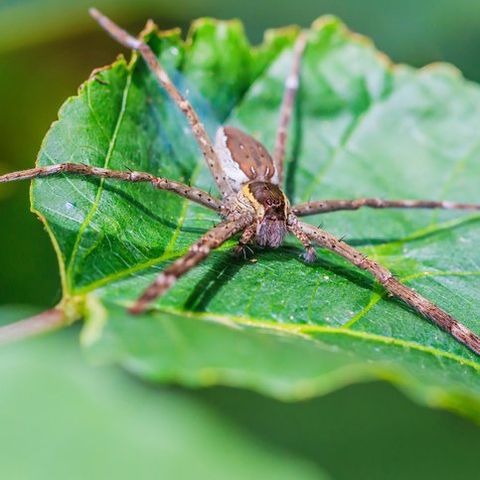 Spiders — Common pest problems in Fort Collins, CO