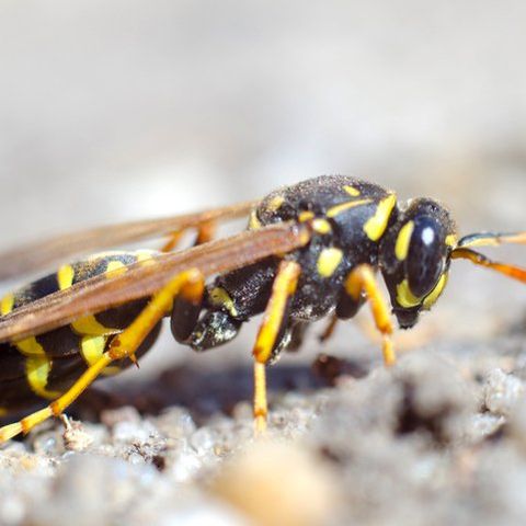 Yellow jacket — Common pest problems in Fort Collins, CO