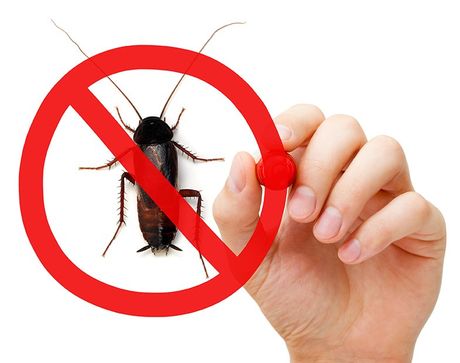 Prohibition Sign Cockroach - Pest Control in Fort Collins, CO