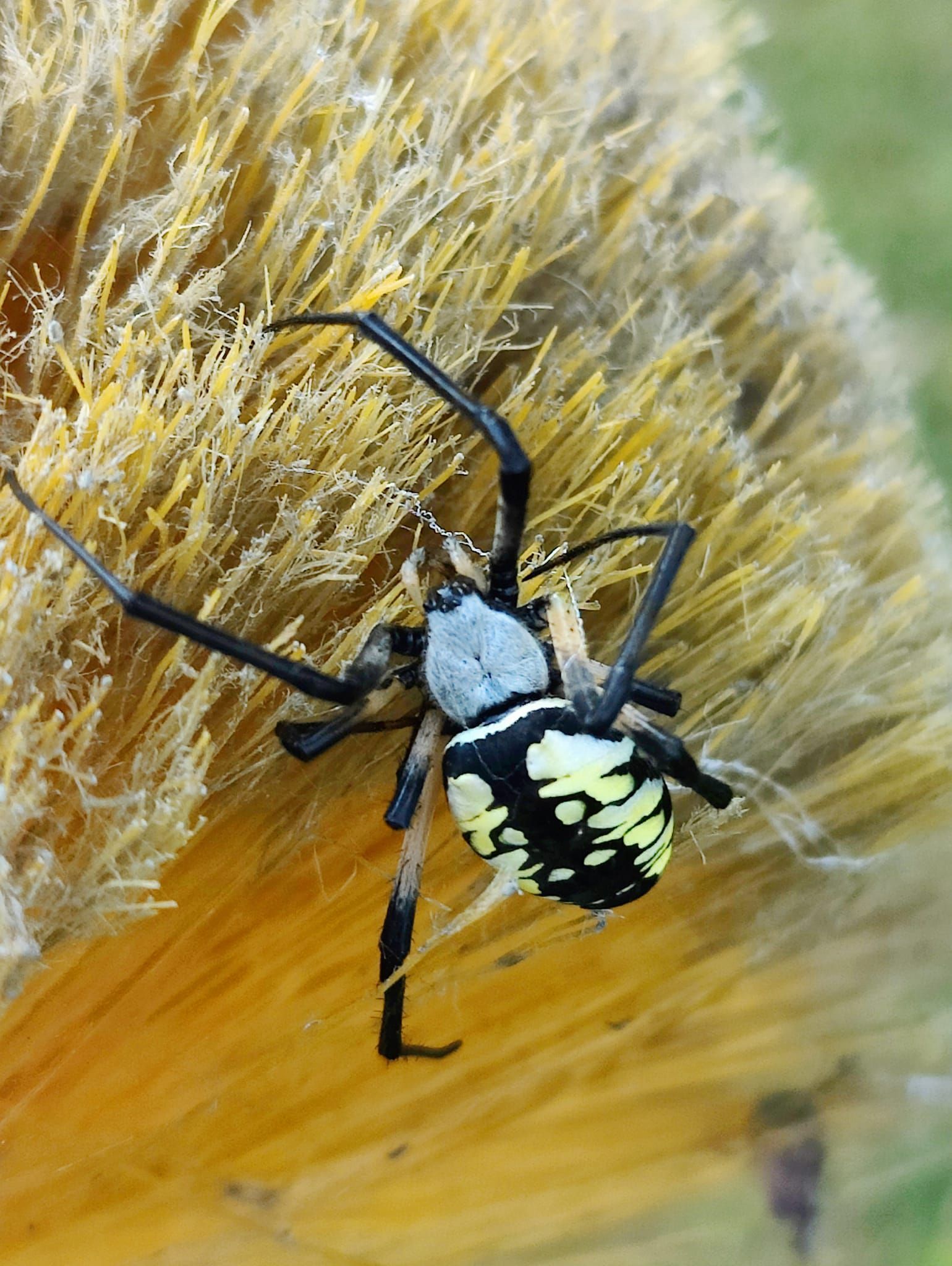 A black and yellow spider is sitting on a yellow flower.