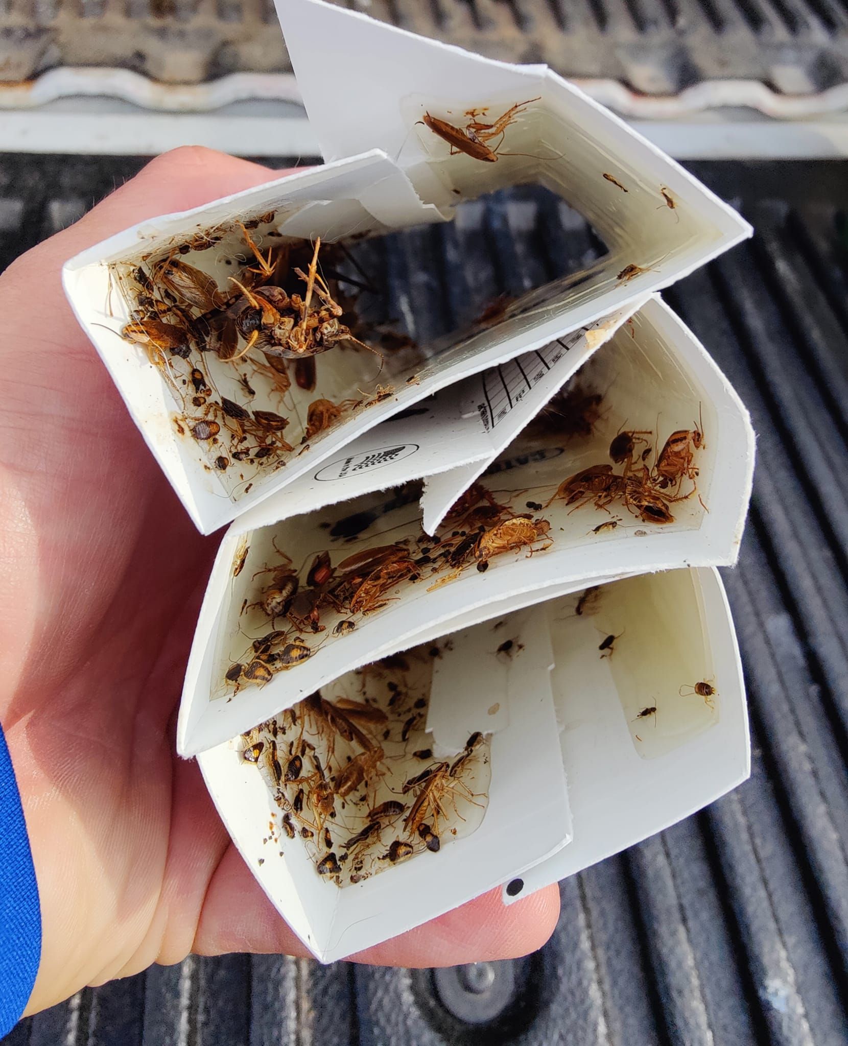 A person is holding a stack of insect traps in their hand.
