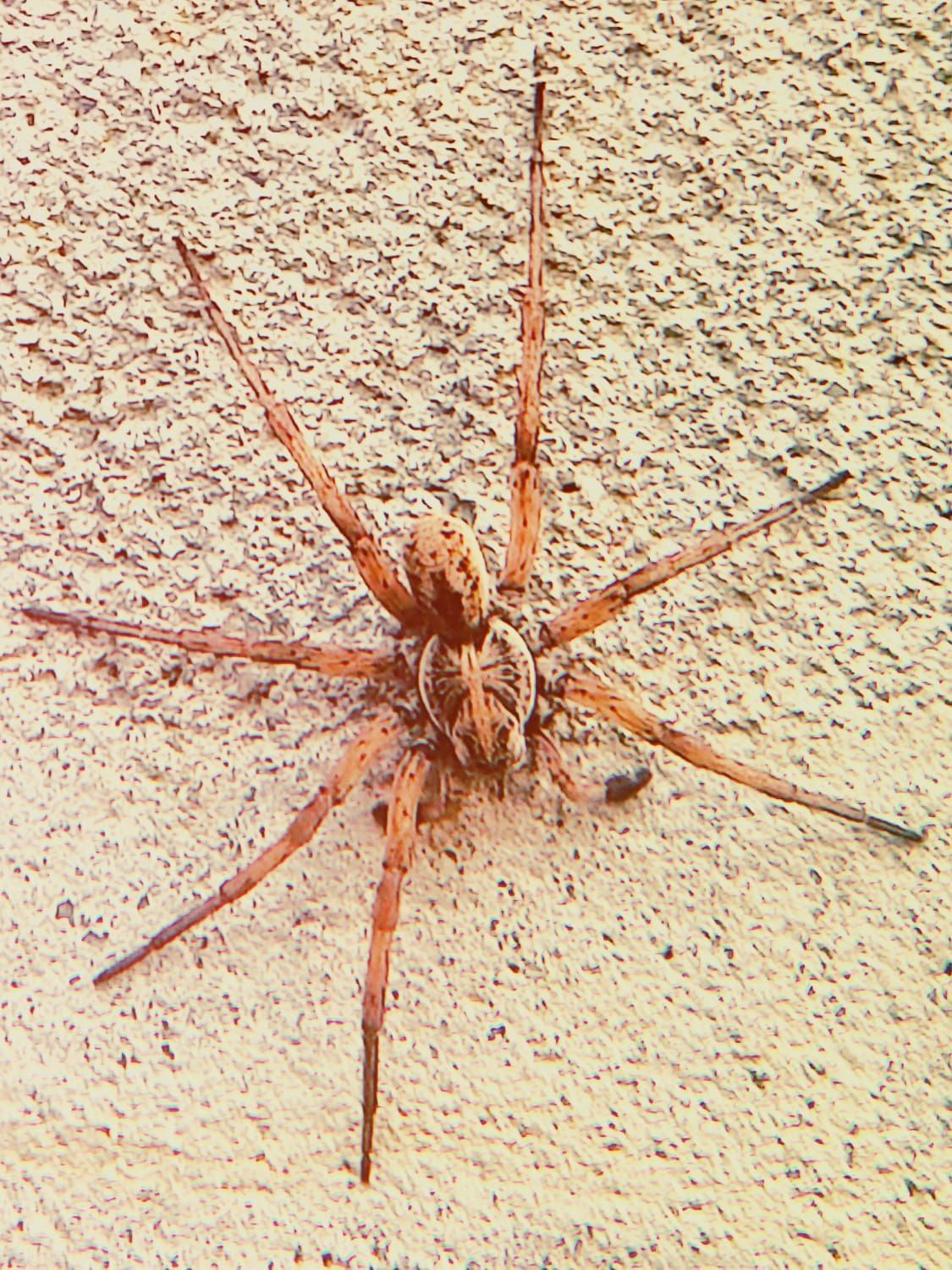 A close up of a spider on a wall