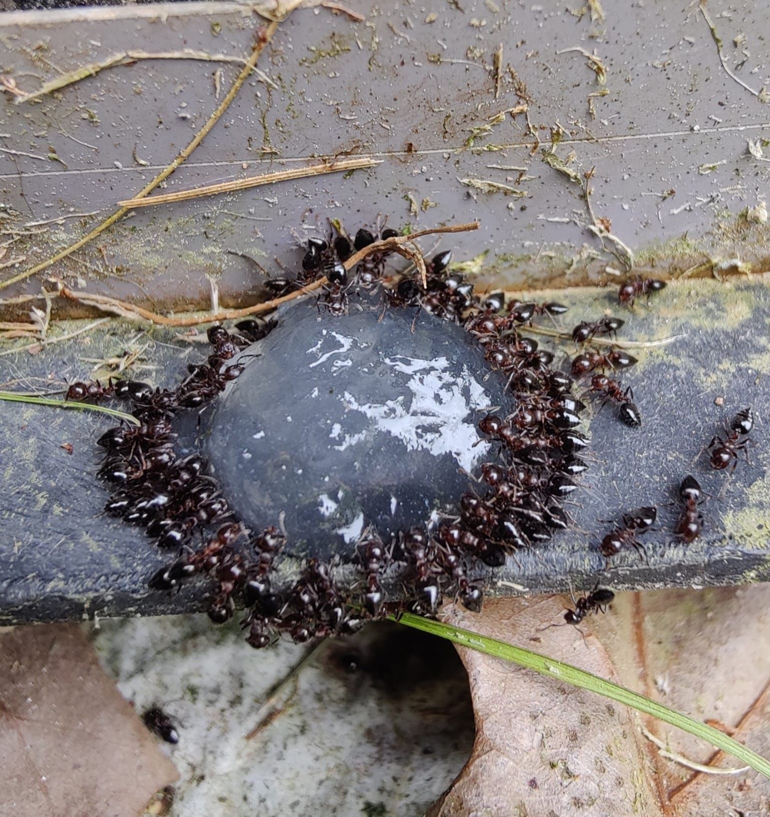 A group of ants are gathered around a small circle of water