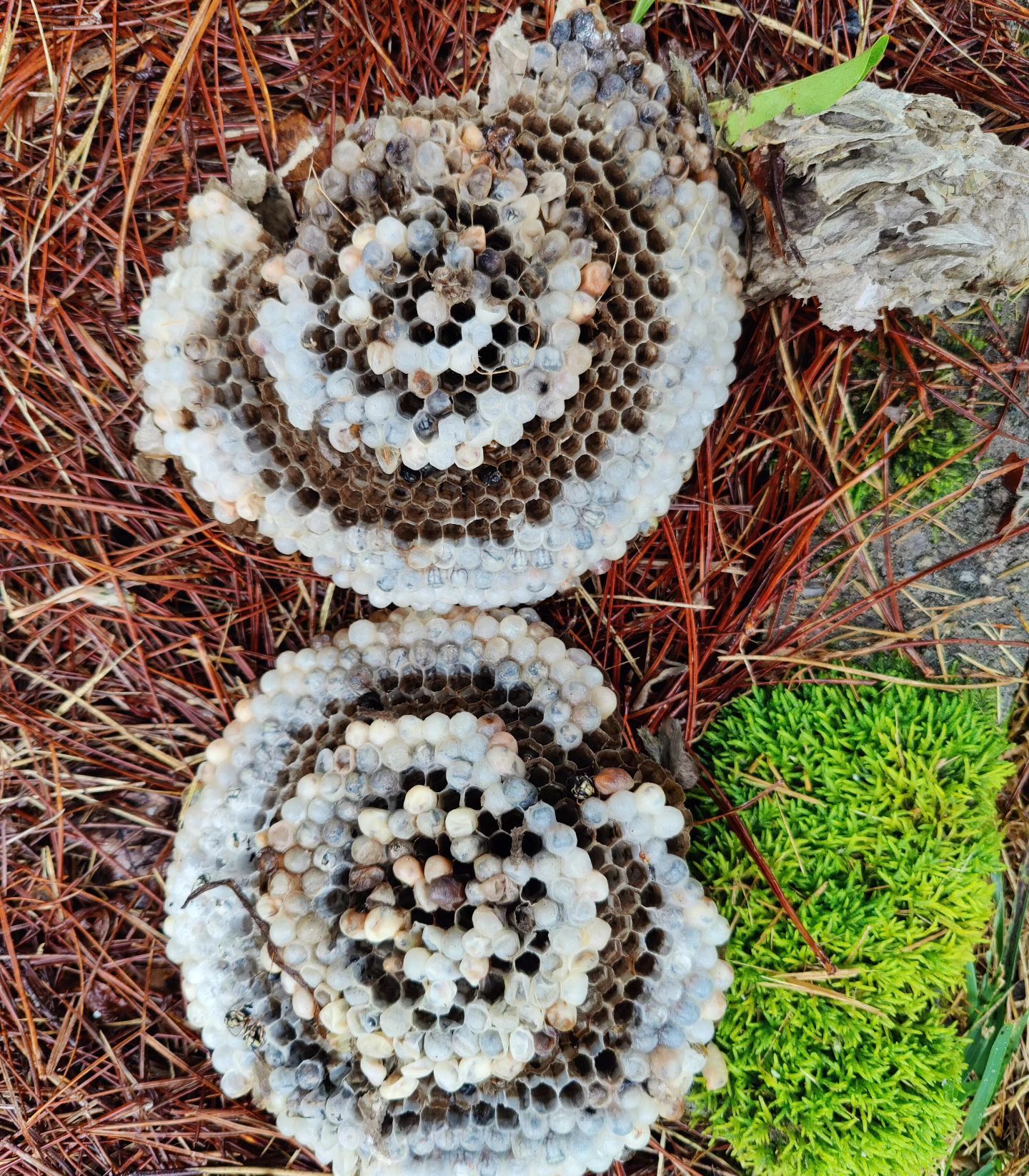 A close up of a wasp nest on the ground