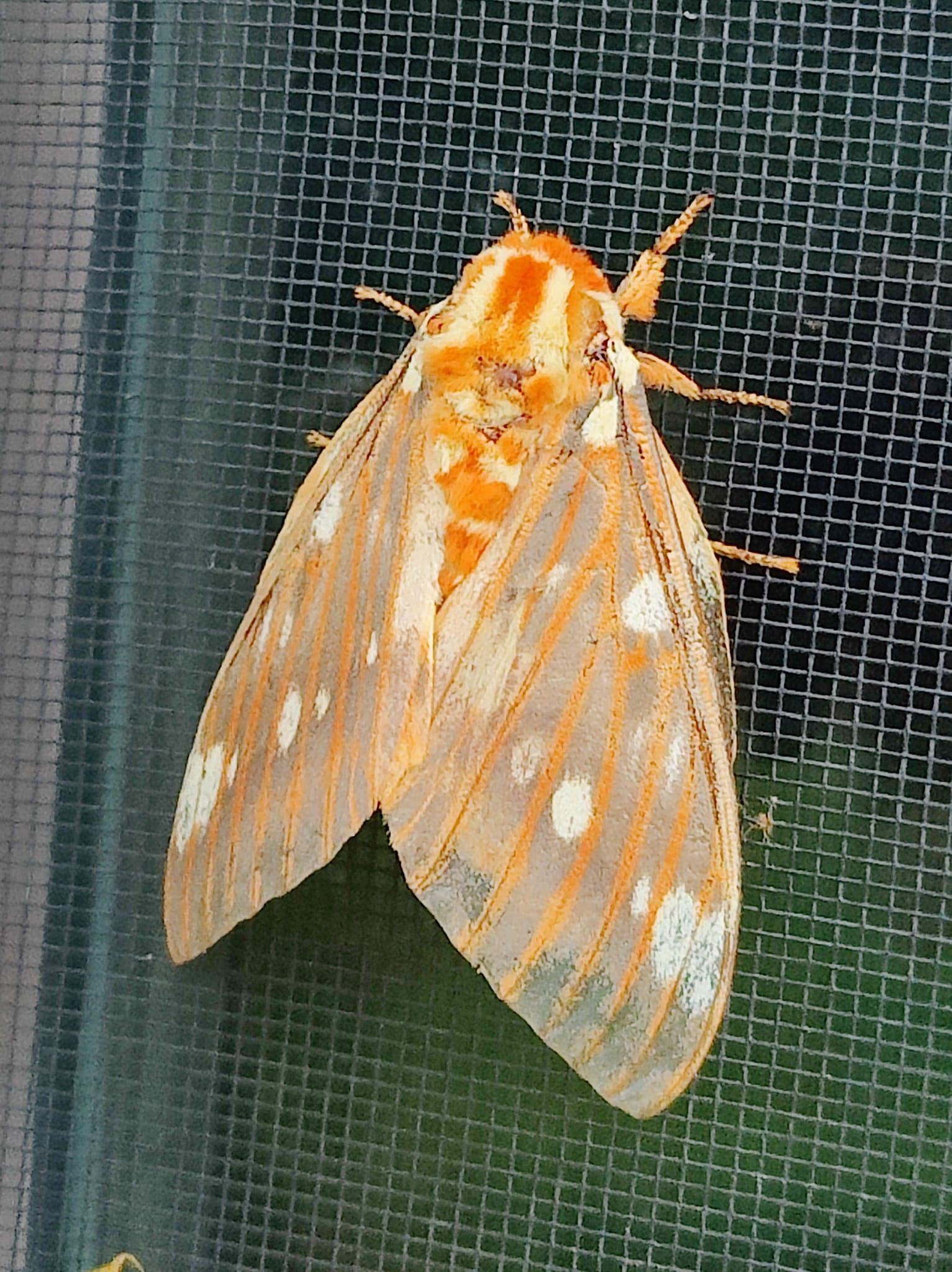 A moth is sitting on a screen door.