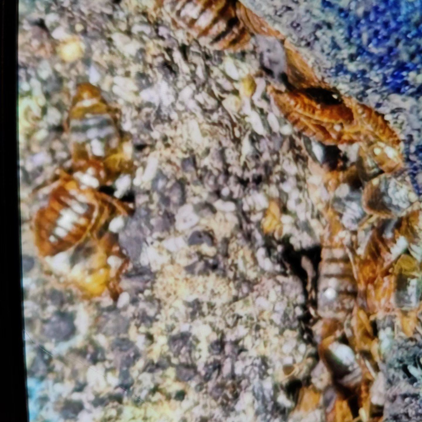 A bunch of cockroaches are crawling on the ground