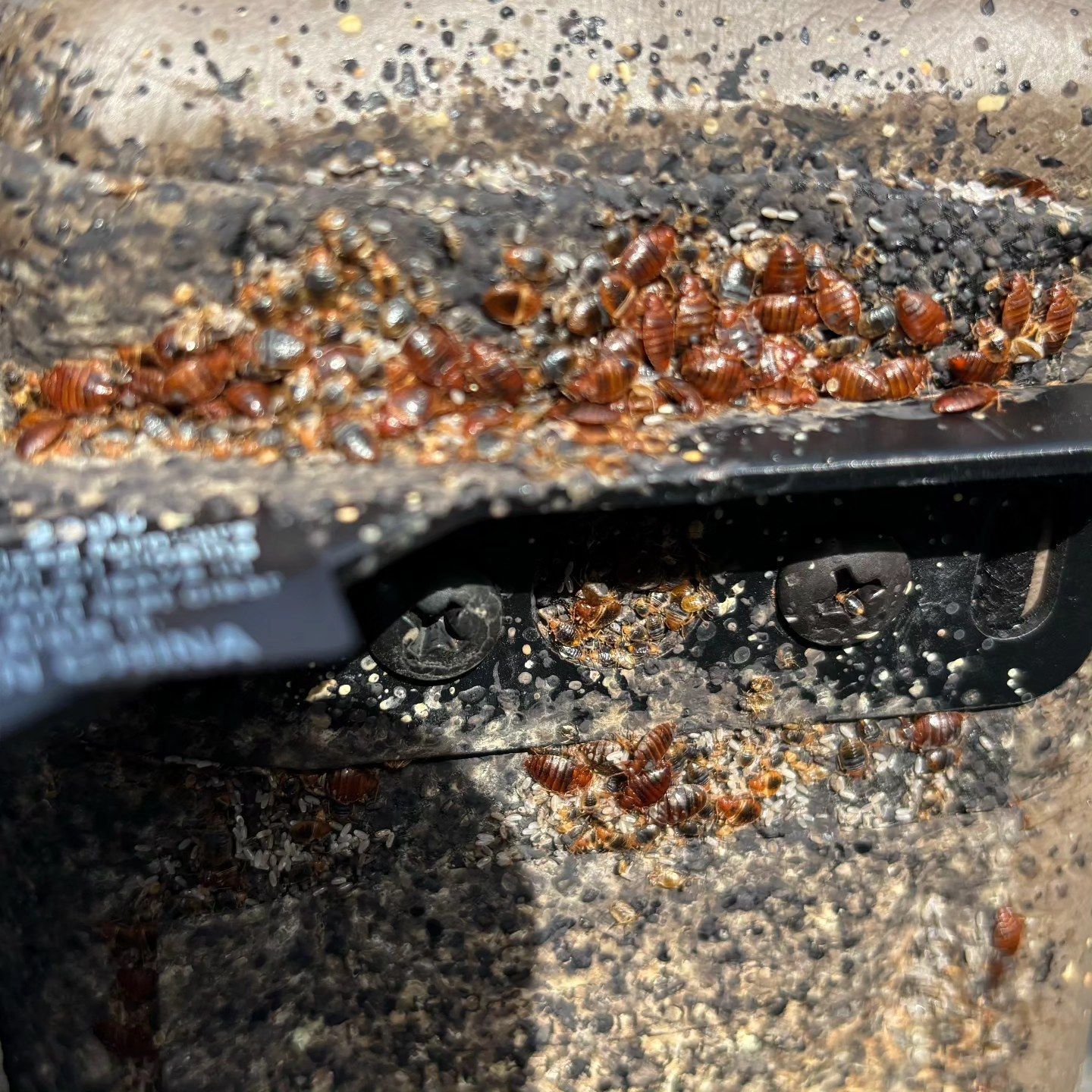 A bunch of cockroaches are crawling on a concrete surface