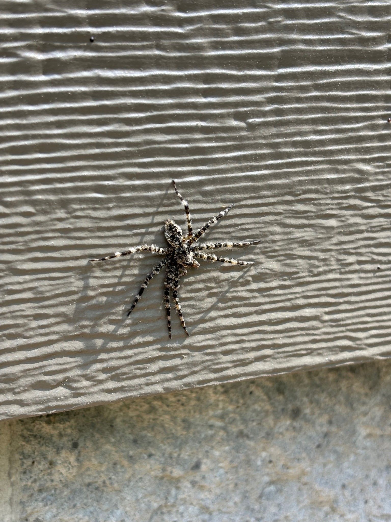 A spider is sitting on a piece of wood.