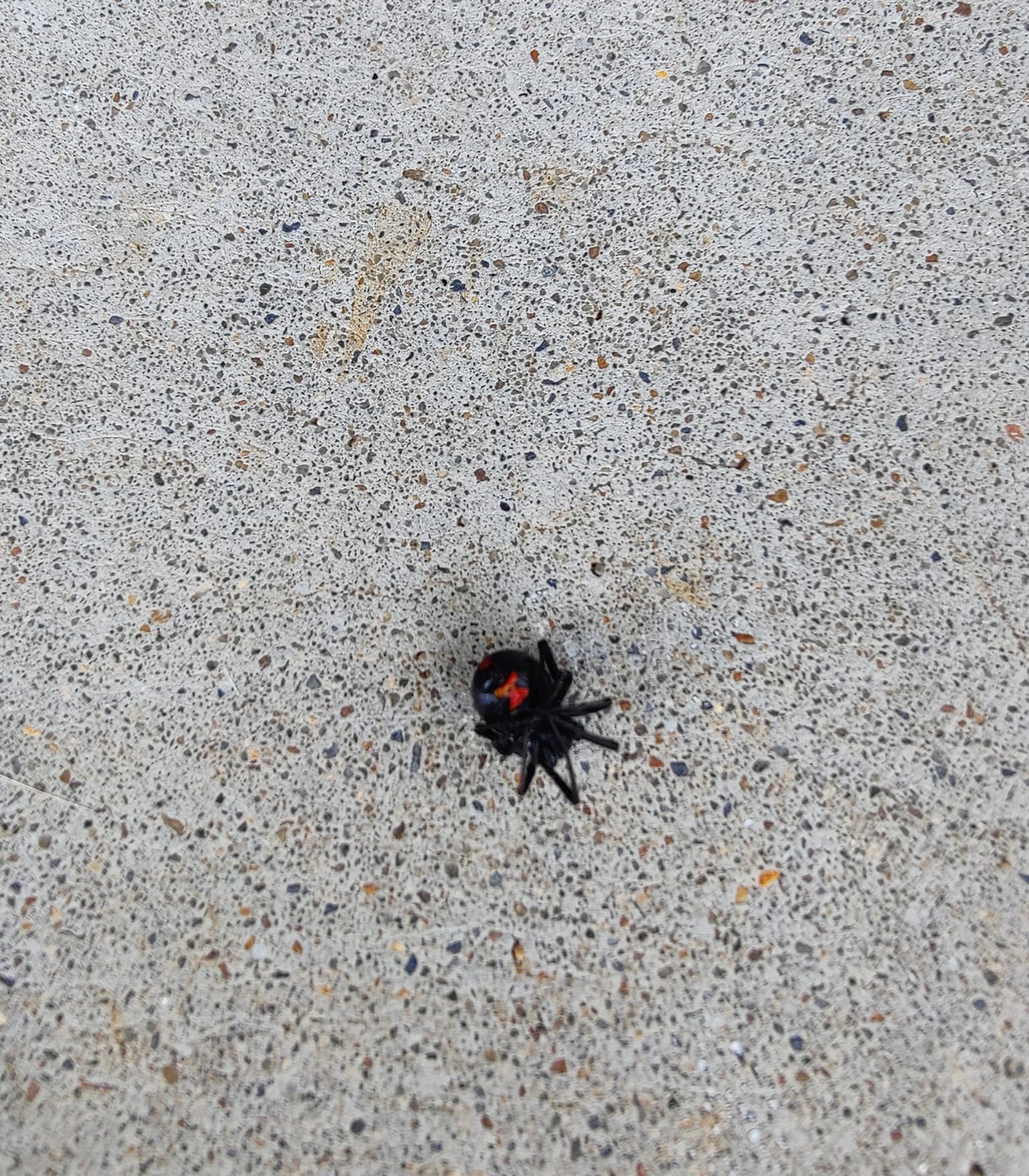 A small black spider is sitting on a white surface.
