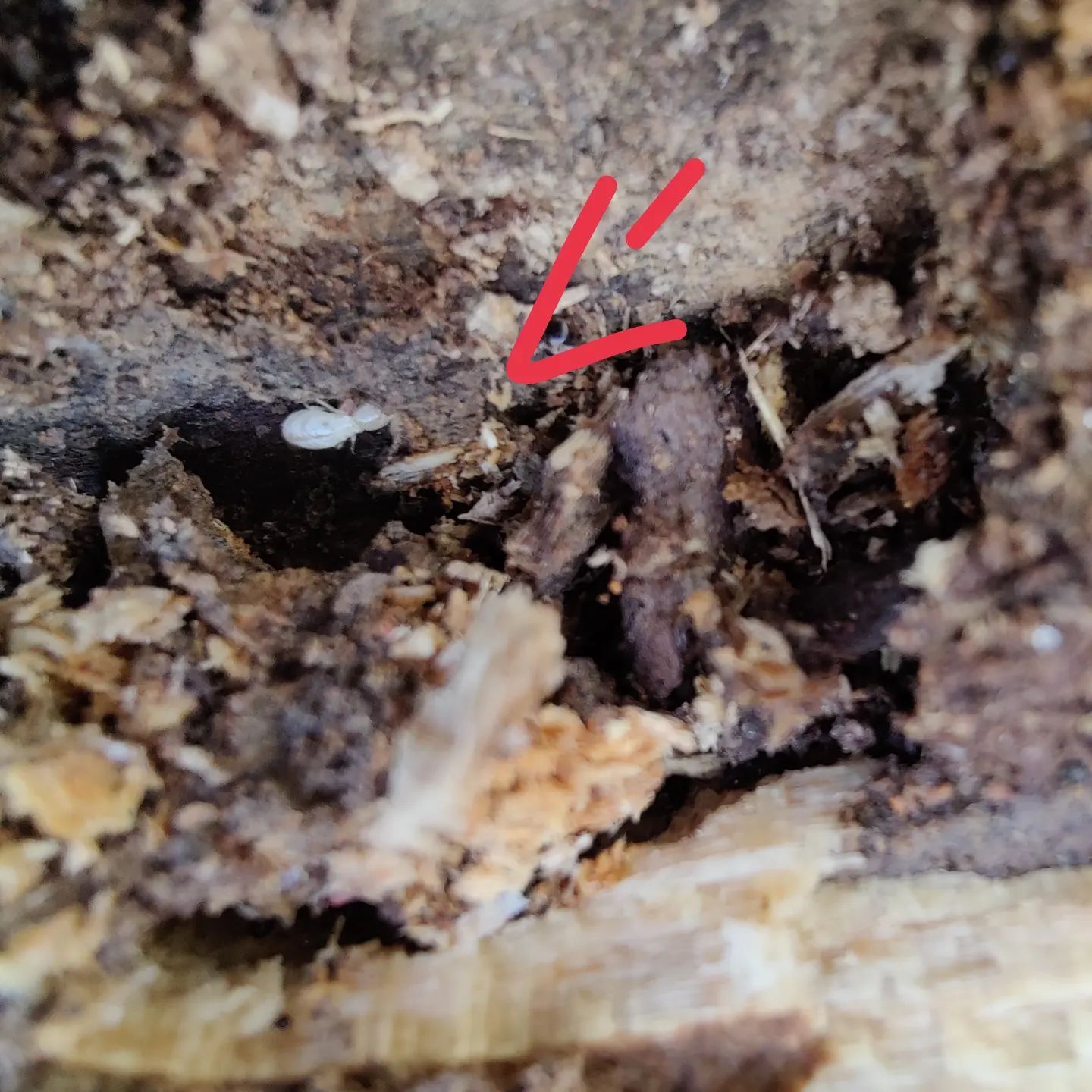 A red arrow points to a small white bug in the dirt