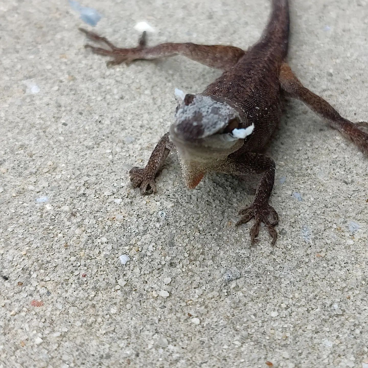A lizard is sitting on a sandy surface and looking at the camera.