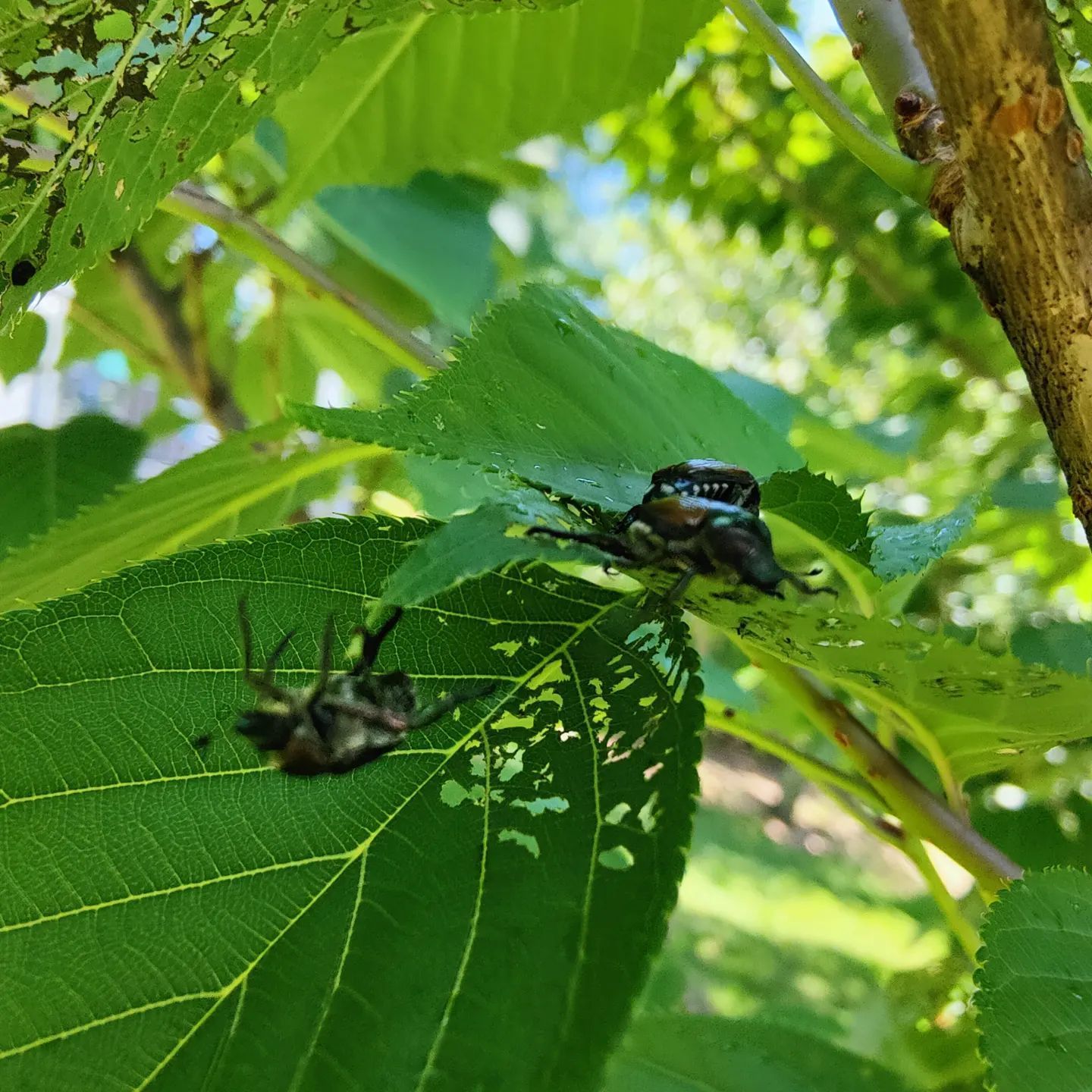 Two bugs are sitting on a green leaf