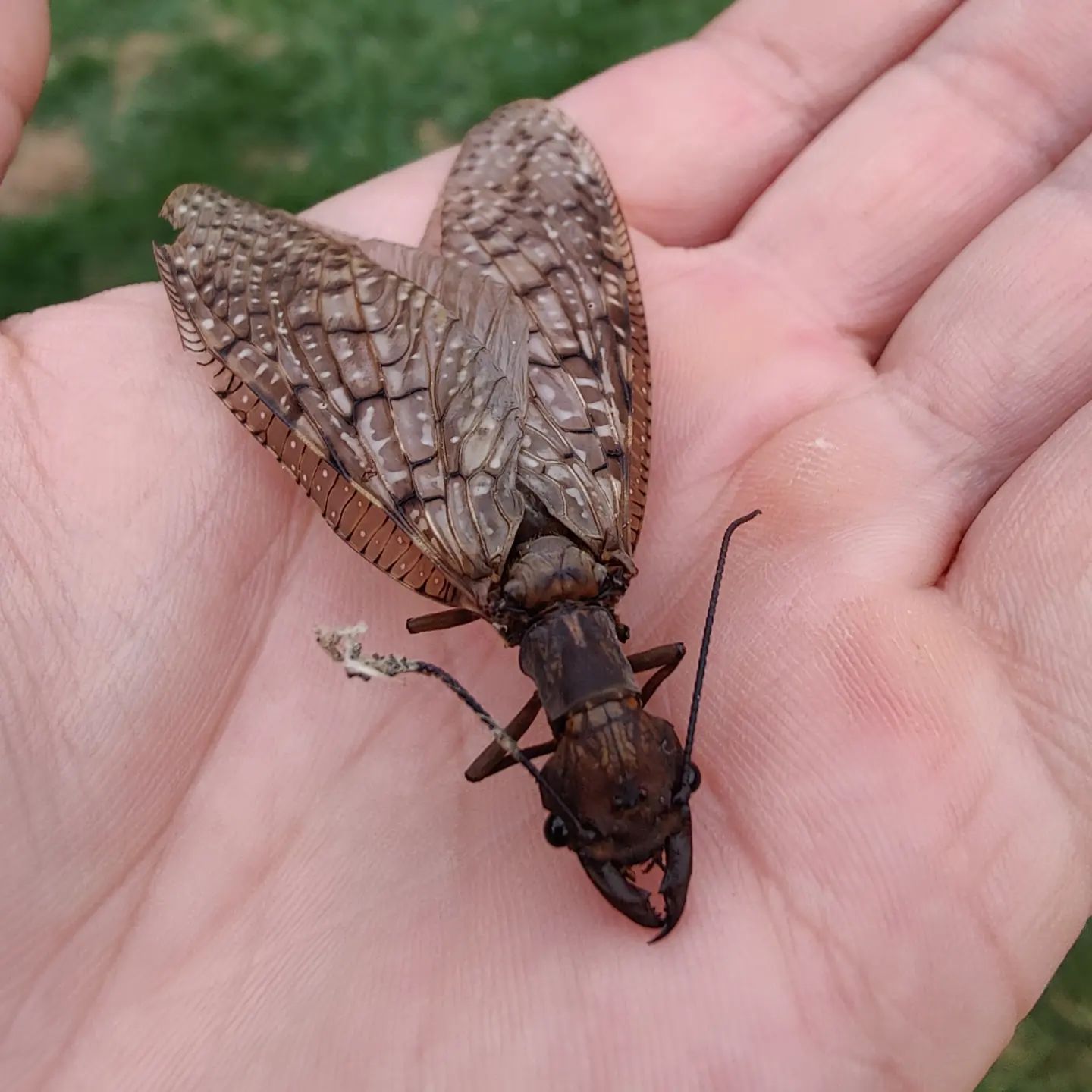 A person is holding a small brown bug in their hand