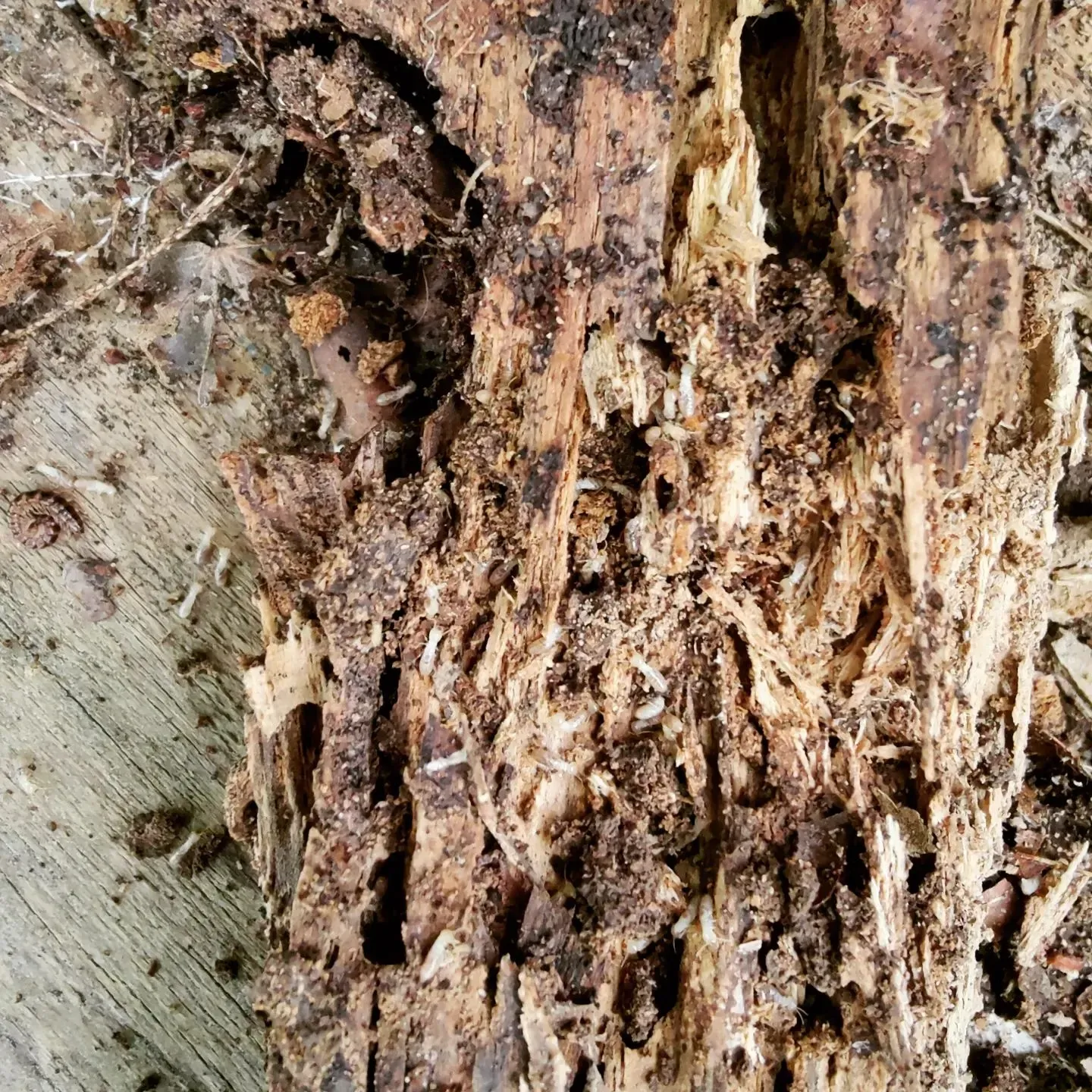 A close up of a tree stump with a lot of holes in it.