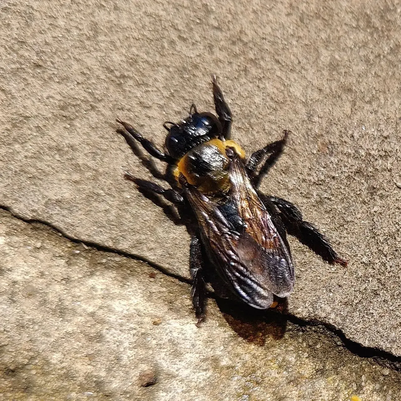 A close up of a black and yellow bee on a rock