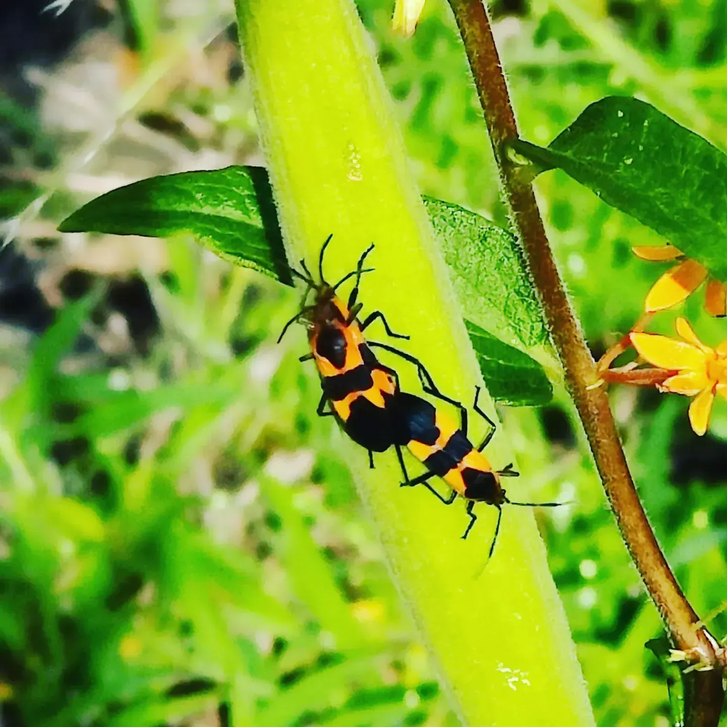Two black and yellow bugs are sitting on a green plant