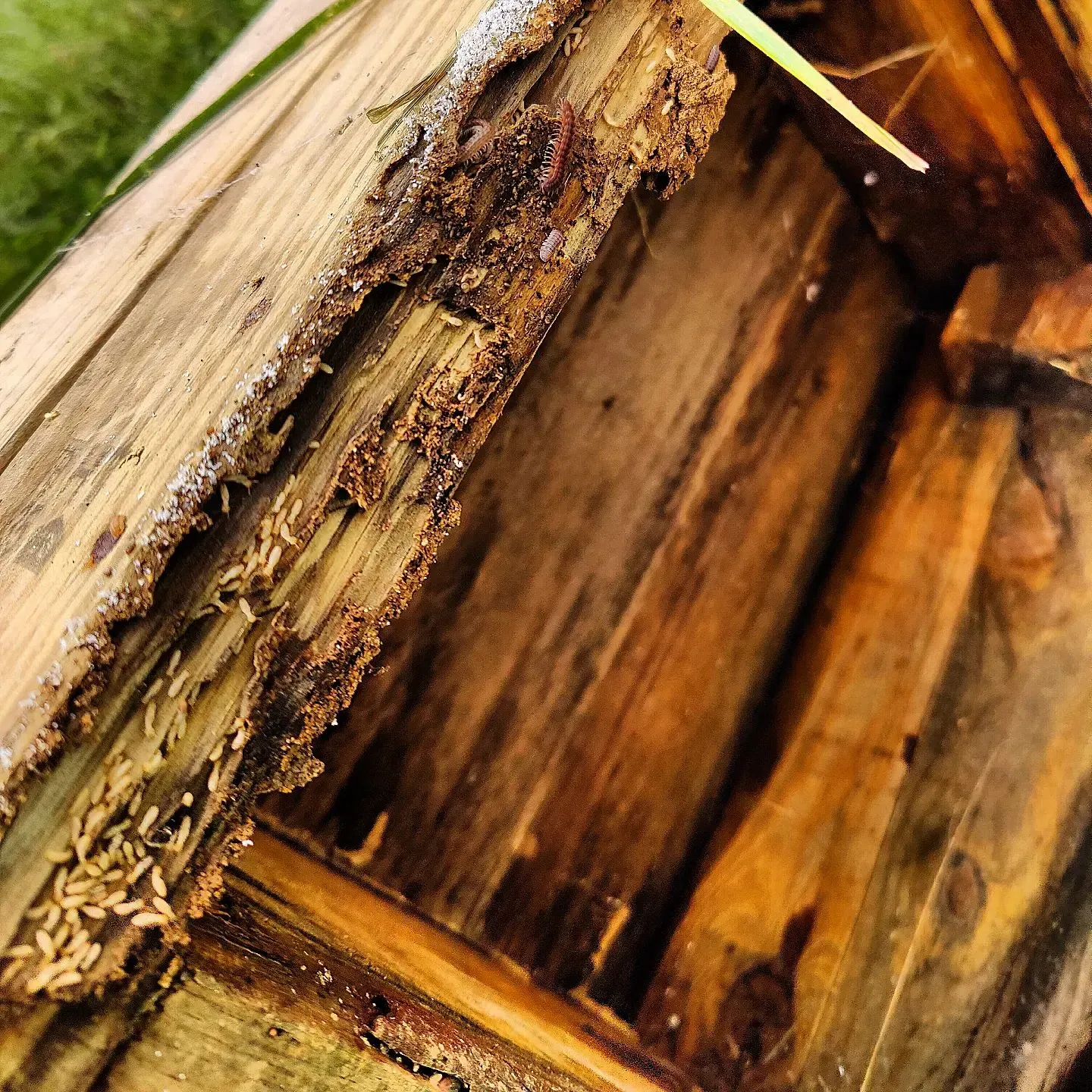 A close up of a piece of wood with termites on it