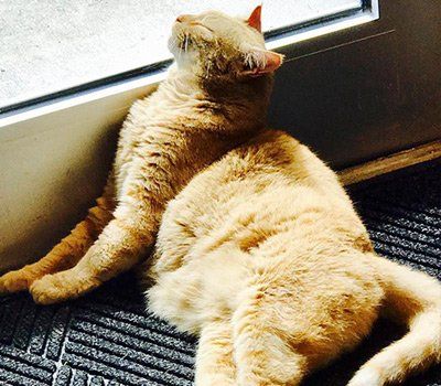 Sasser's Glass Works — Sunny Sasser in Palm Beach, FL