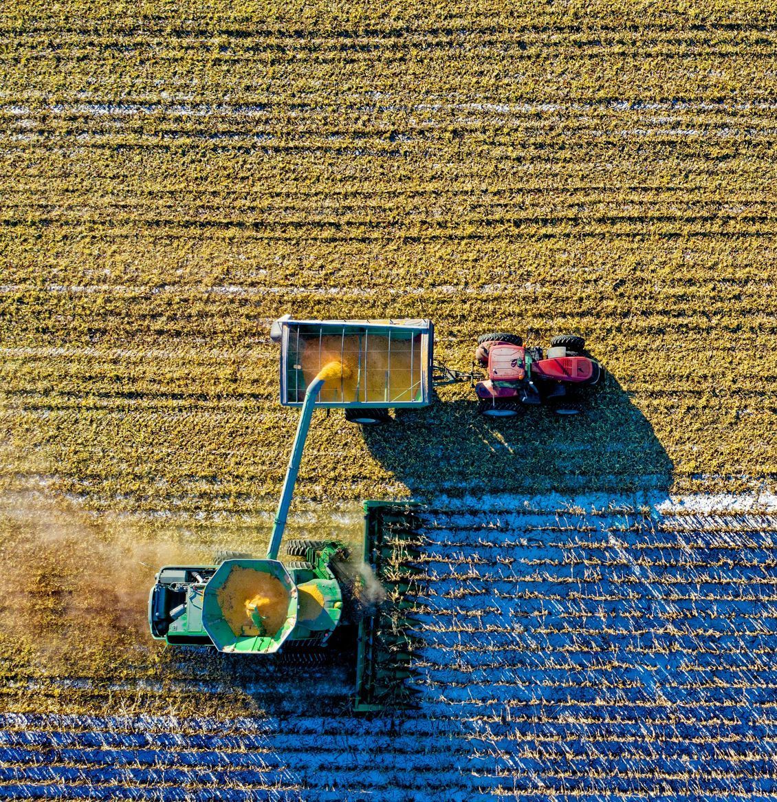An aerial view of a combine harvester working in a corn field.