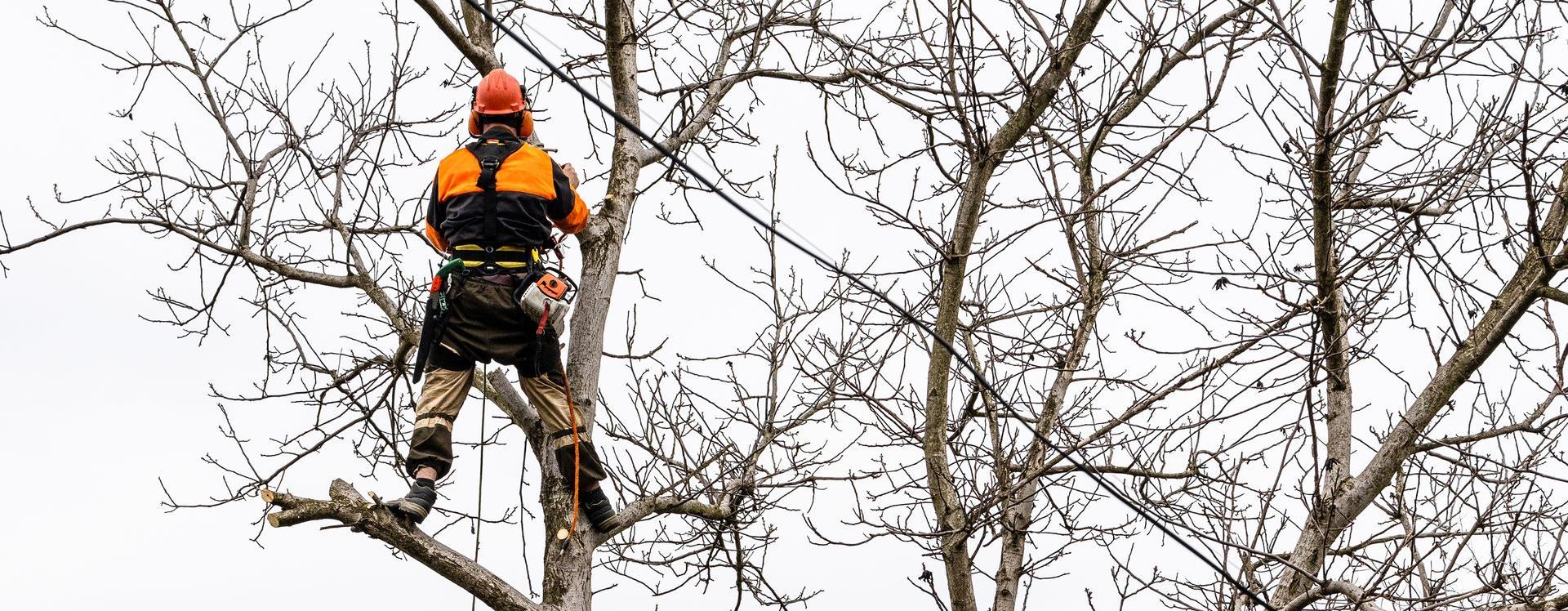 Palmetto Clearing & Demo, York County SC, Rock Hill SC, Fort Mill SC, Clover SC, York SC, McConnells SC, Lake Wylie SC, Tega-Cay SC, Newport SC, Sharon SC, Catawba SC, India Hook SC, Lesslie SC, Chester County SC, Edgemoor SC, Richburg SC, Fort Lawn SC, Lancaster County SC, Indian Land SC, Lancaster SC, Land Clearing Company, Land Clearing Company Near Me, York County Land Clearing Company, Rock Hill Land Clearing Company, Fort Mill Land Clearing Company, Clover Land Clearing Company, York Land Clearing Company, McConnells Land Clearing Company, Lake Wylie Land Clearing Company, Tega-Cay Land Clearing Company, Newport Land Clearing Company, Sharon Land Clearing Company, Catawba Land Clearing Company, India Hook Land Clearing Company, Lesslie Land Clearing Company, Chester County Land Clearing Company, Edgemoor Land Clearing Company, Richburg Land Clearing Company, Fort Lawn Land Clearing Company, Lancaster County Land Clearing Company, India Land Land Clearing Company, Lancaster Land Clearing Company, Residential Land Clearing, Lot Clearing, Lot Preparation, Tree Felling, Tree Removal, Stump Grinding, Stump Removal, Brush Clearing, Brush Cutting, Dirt Work, Land Solutions, Land Management, Excavation Contractor, Residential Excavation Services, Excavation Company, Excavation Company Near Me, York County Excavation Company, Rock Hill Excavation Company, Fort Mill Excavation Company, Clover Excavation Company, York Excavation Company, McConnells Excavation Company, Lake Wylie Excavation Company, Tega-Cay Excavation Company, Newport Excavation Company, Sharon Excavation Company, Catawba Excavation Company, India Hook Excavation Company, Lesslie Excavation Company, Chester County Excavation Company, Edgemoor Excavation Company, Richburg Excavation Company, Fort Lawn Excavation Company, Lancaster County Excavation Company, Indian Land Excavation Company, Lancaster Excavation Company, Light Grading, Residential Grading Contractor, Land Leveling, Demolition Contractor, Demolition Company, Demolition Company Near Me, York County Demolition Company, Rock Hill Demolition Company, Fort Mill Demolition Company, Clover Demolition Company, York Demolition Company, McConnells Demolition Company, Lake Wylie Demolition Company, Tega-Cay Demolition Company, Newport Demolition Company, Sharon Demolition Company, Catawba Demolition Company, India Hook Demolition Company, Lesslie Demolition Company, Chester County Demolition Company, Edgemoor Demolition Company, Richburg Demolition Company, Fort Lawn Demolition Company, Lancaster County Demolition Company, Indian Land Demolition Company, Lancaster Demolition Company, Residential Demolition, Building Removal, Shed Removal, House Demolition, Barn Demolition, Septic Tank Demolition, Walkway Demolition, Driveway Demolition, Concrete Demolition, Trenching Services, Drainage Services, Drainage Contractor, Drainage Company Near Me, Drainage Installation, Yard Drainage, French Drain Installation, French Drain Replacement