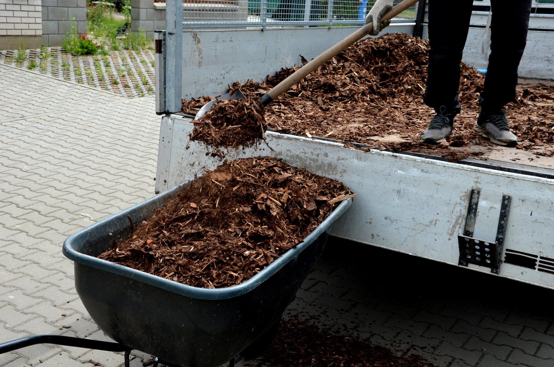 Loading wood chips and bark onto a wheelbarrow using a shovel from a car for delivery.