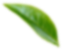 leaf leaf