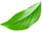 leaf leaf