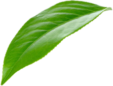 leaf leaf