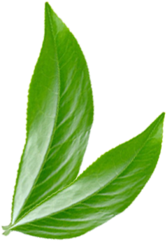 leaves leaves