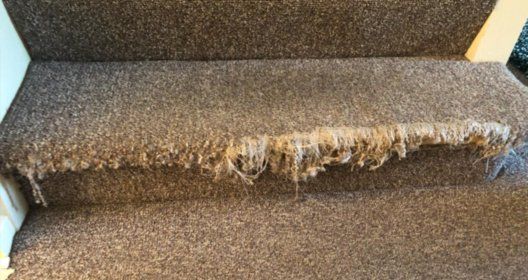 Carpet Repairs Expert