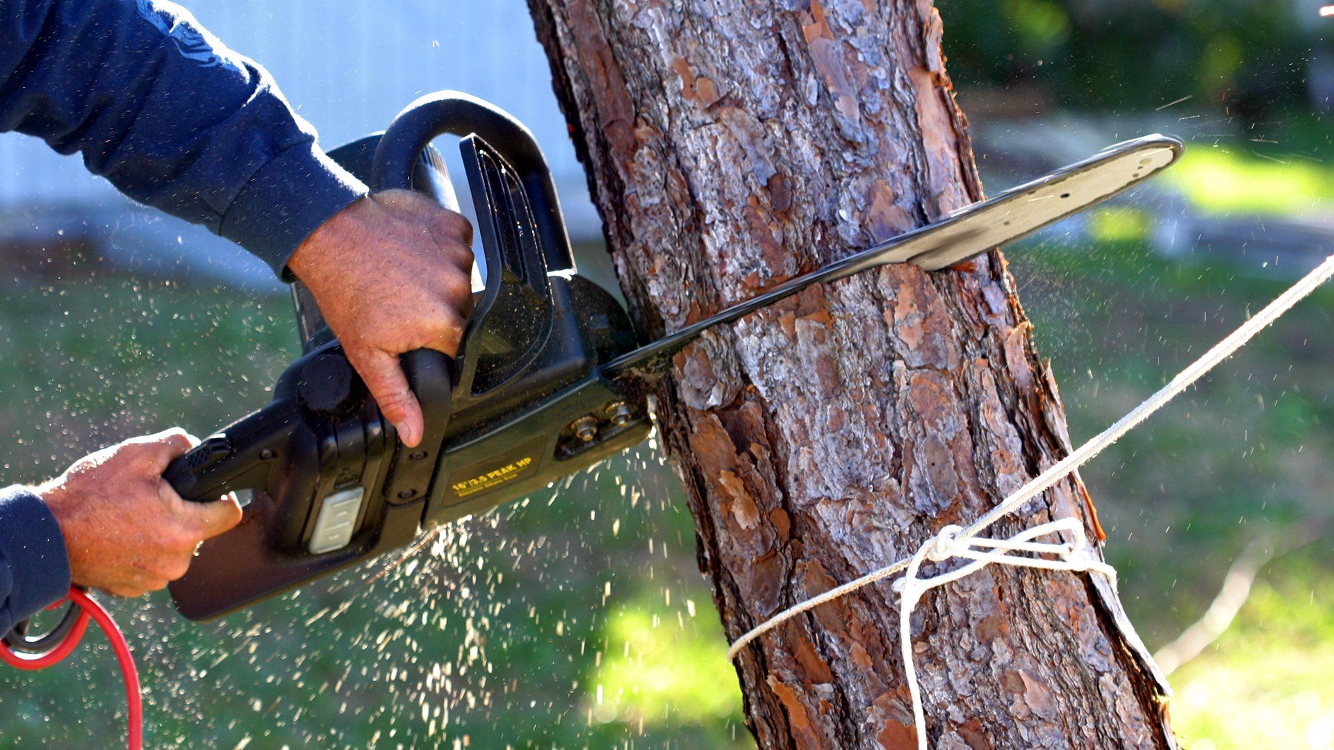 Tree Service Concord NC Hinson Tree Service   GettyImages 139544191 1920w 