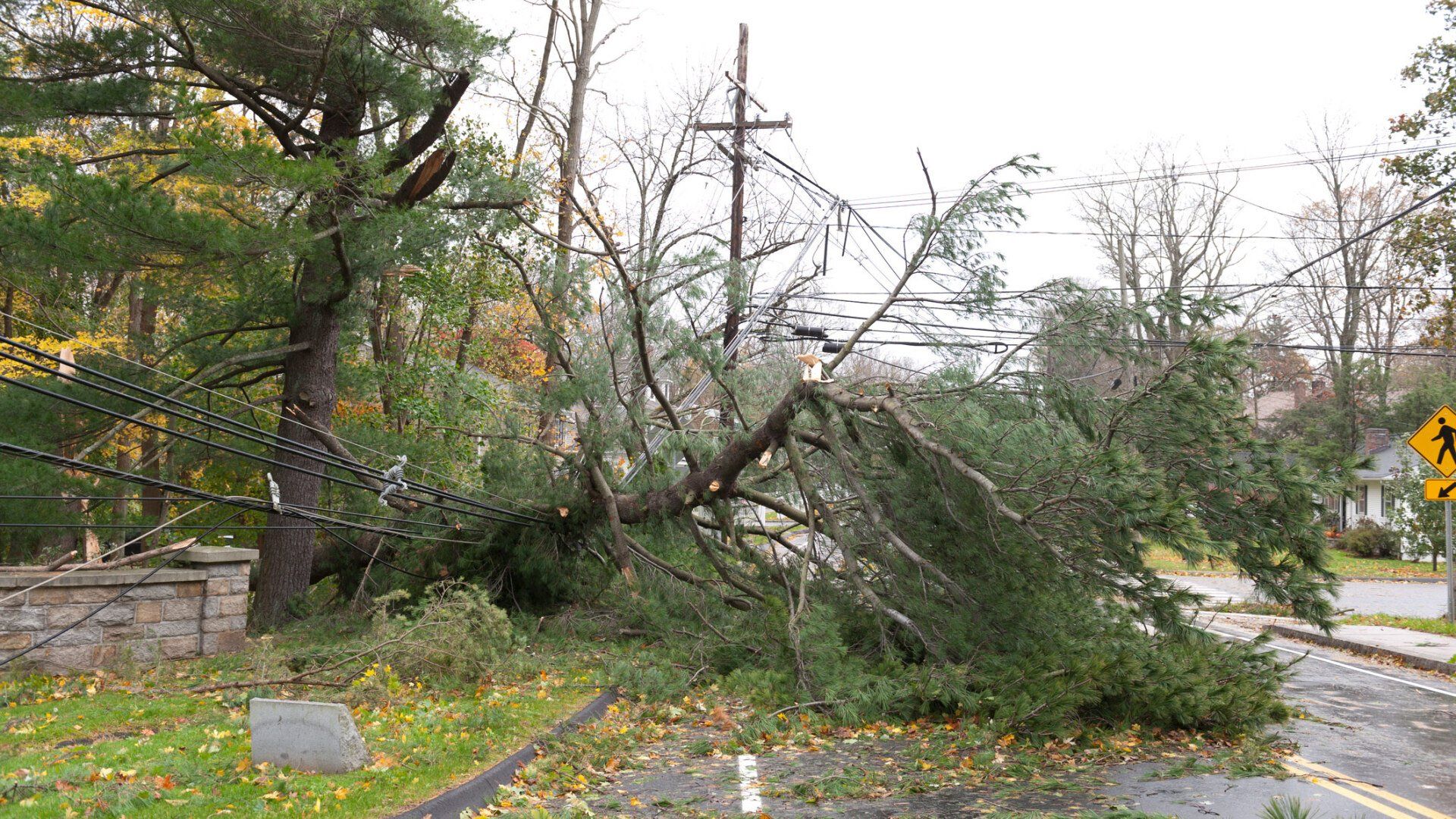 Fallen Tree — Concord, NC — Hinson Tree Service