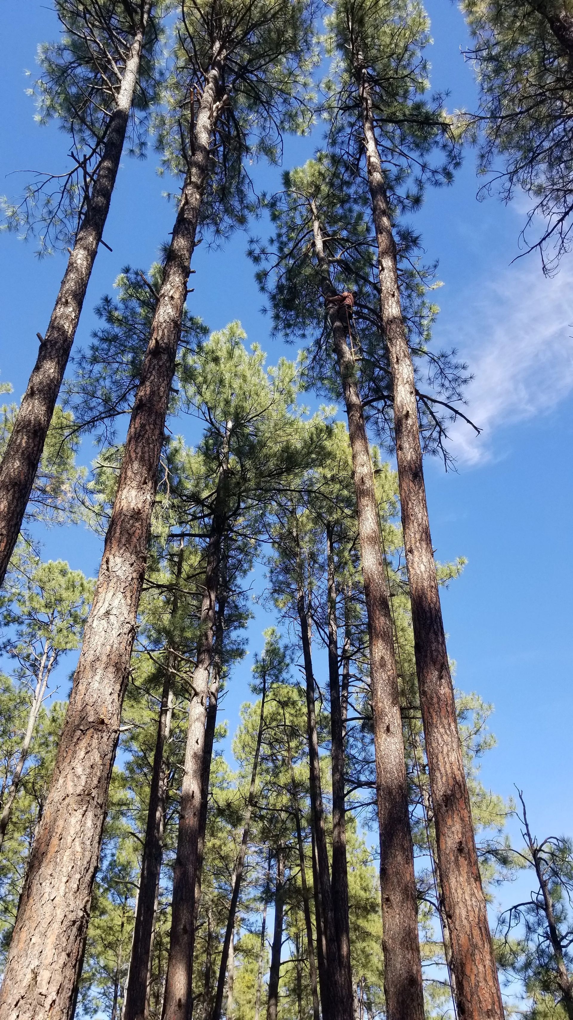 A row of tall trees against a blue sky. A row of tall trees against a blue sky.