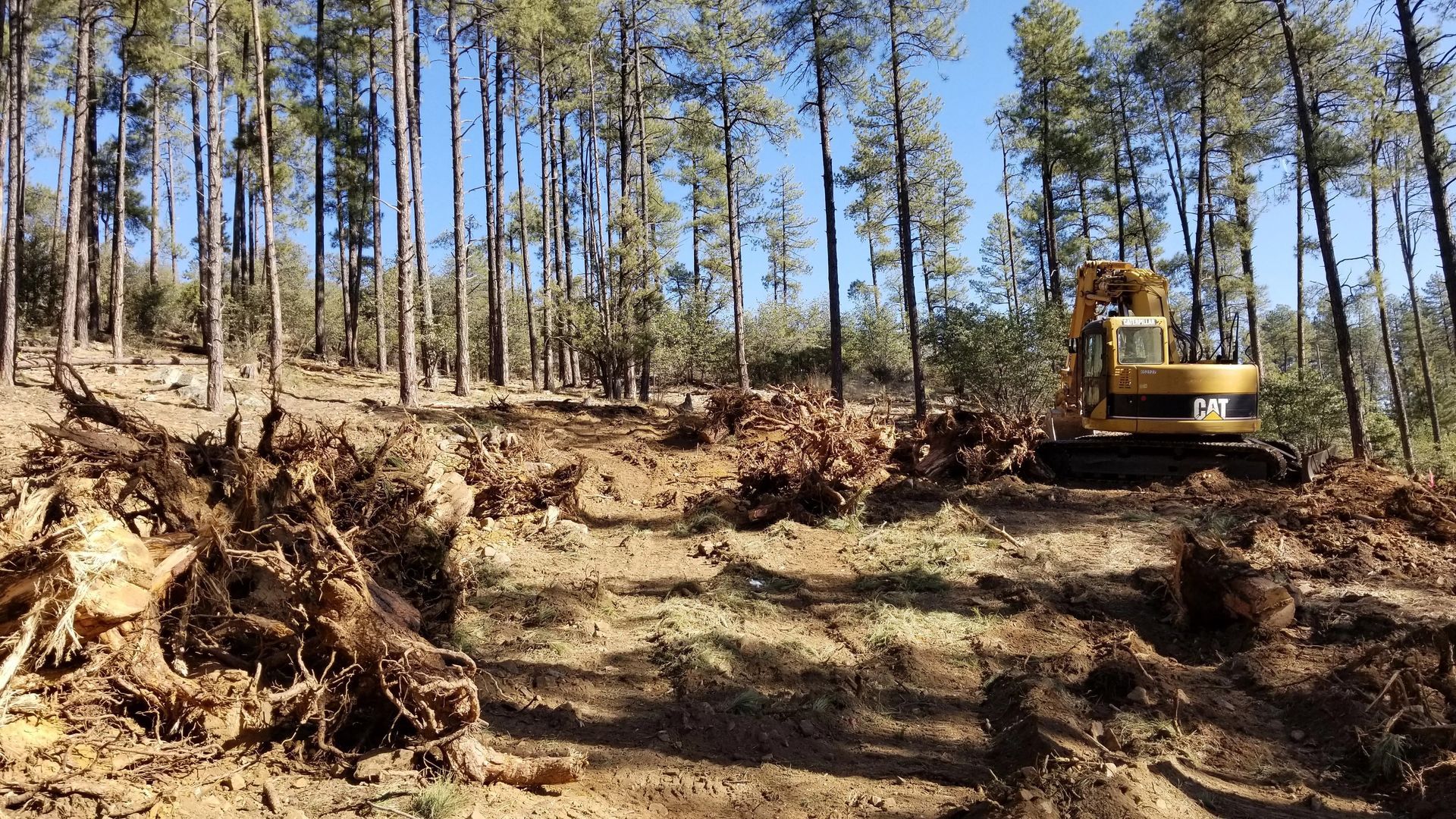 Forest clearing: An excavator removes tree stumps amidst tall trees under a blue sky.