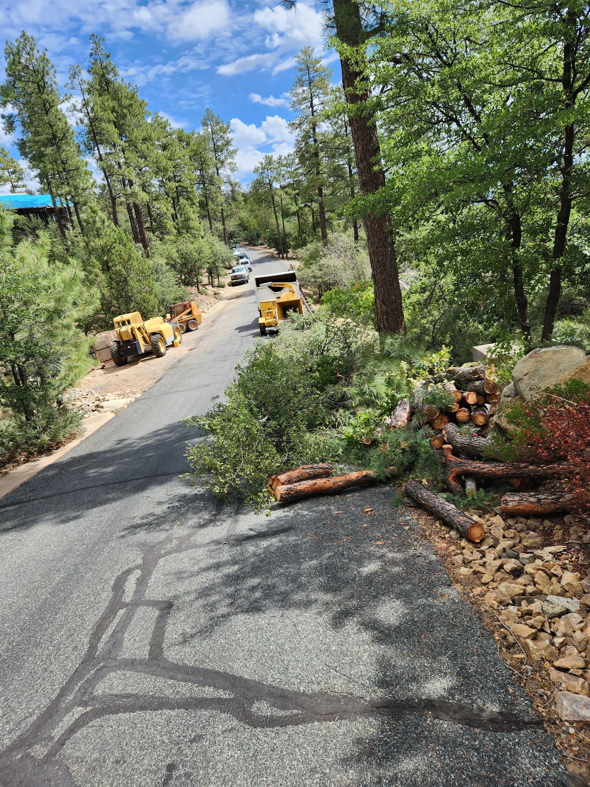 A tree has fallen on the side of a road. A tree has fallen on the side of a road.