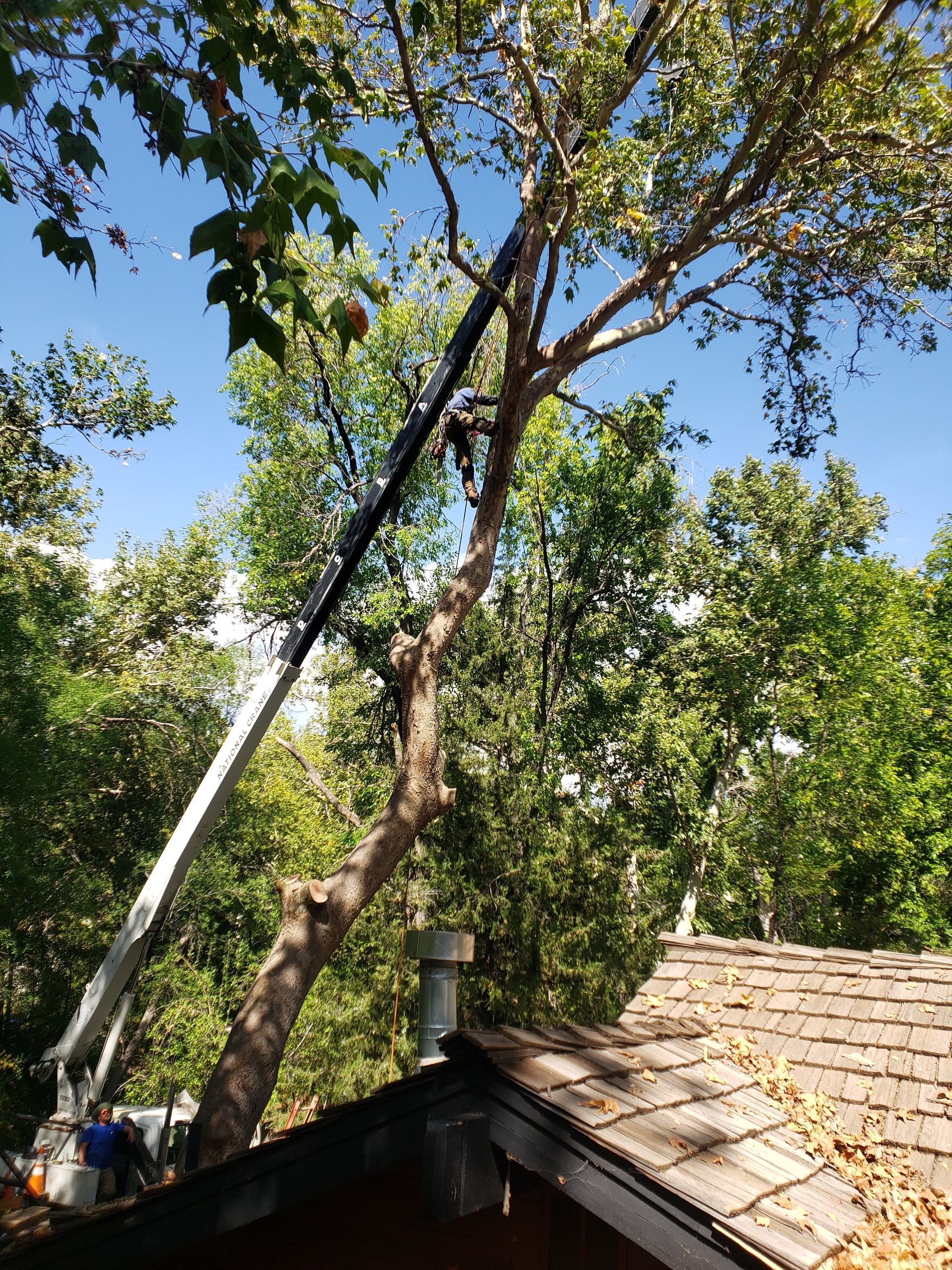 A tree service truck trims a tall tree in front of a house on a sunny day. A worker is on the ground.