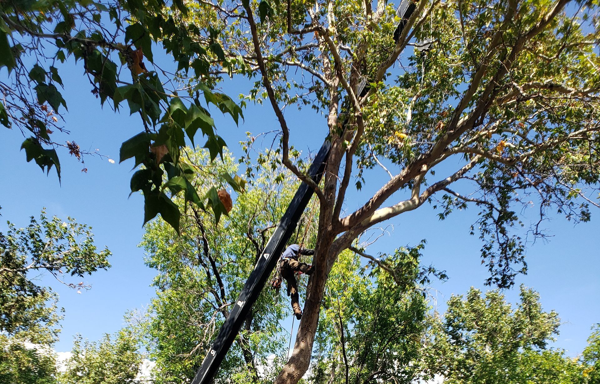 Person in a lift trimming a tree against a blue sky. Green leaves and tree branches surround. Person in a lift trimming a tree against a blue sky. Green leaves and tree branches surround.