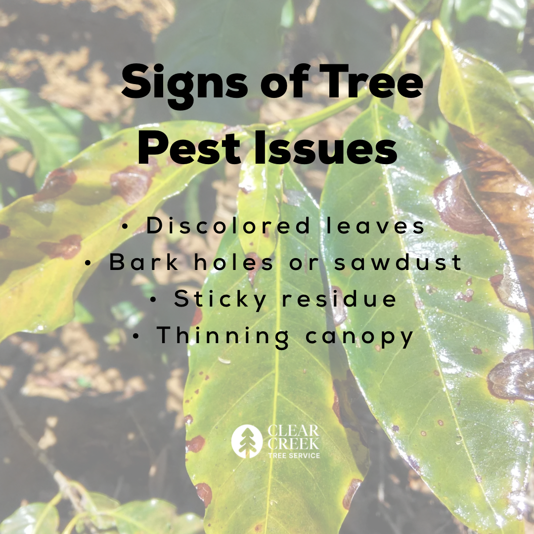Image showing signs of tree pest issues: discolored leaves, bark holes, sticky residue, thinning canopy.