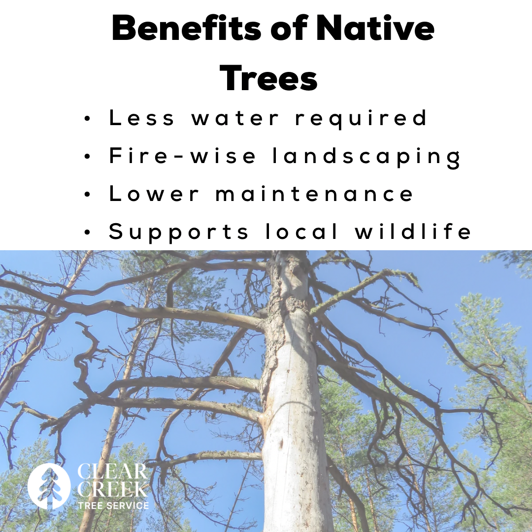 White text listing benefits of native trees over a tree: less water, fire-wise, lower maintenance, supports wildlife.