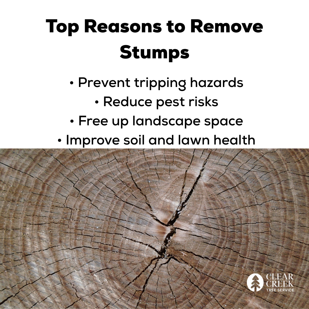Graphic listing top reasons to remove stumps: prevent hazards, reduce pests, free space, and improve soil. Close-up of a tree stump.