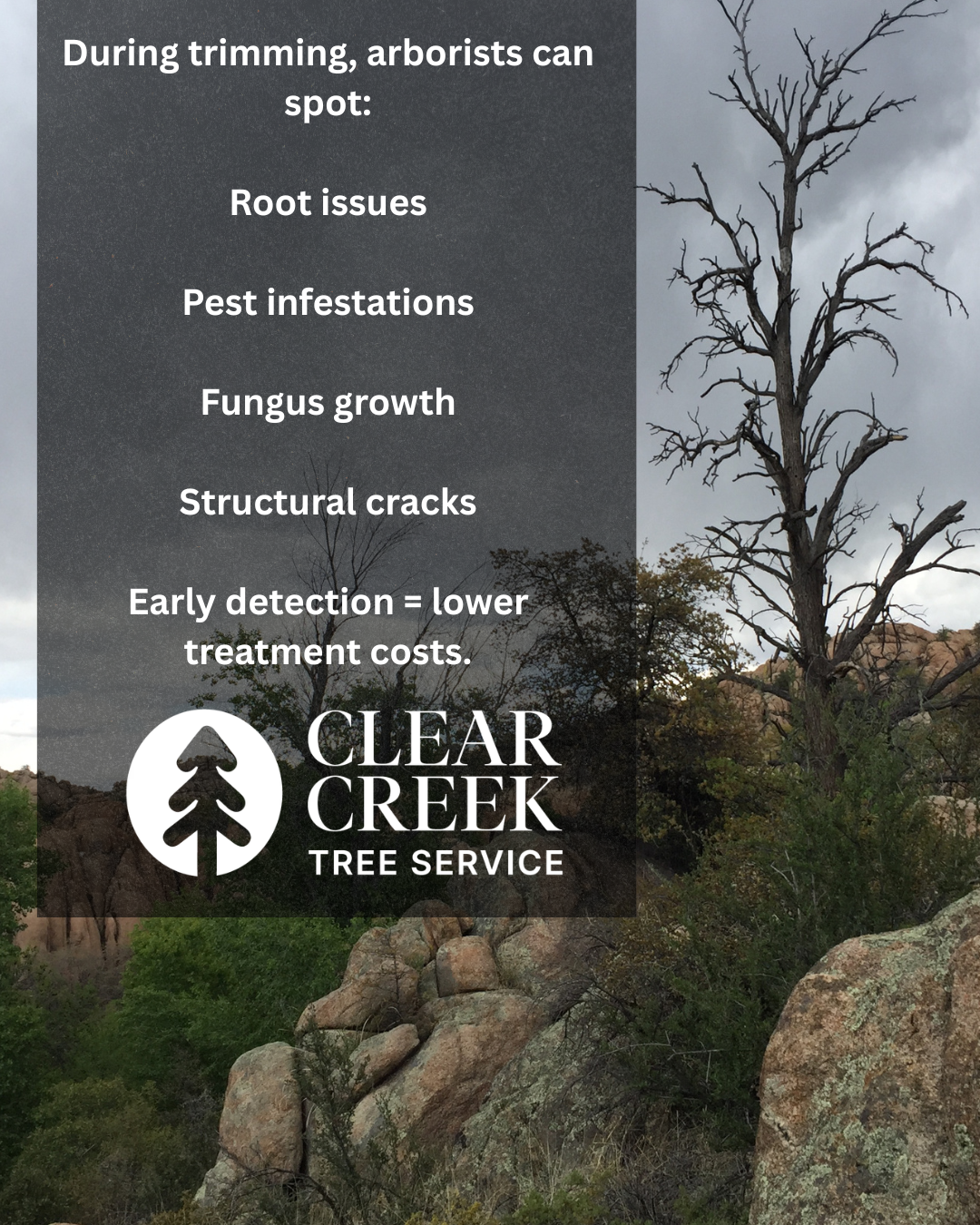 Ad promoting tree service. Lists of tree issues. Shows a dead tree in a natural setting.