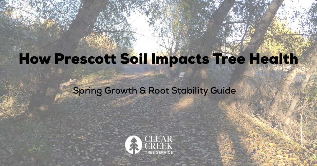 Path through trees with text: 