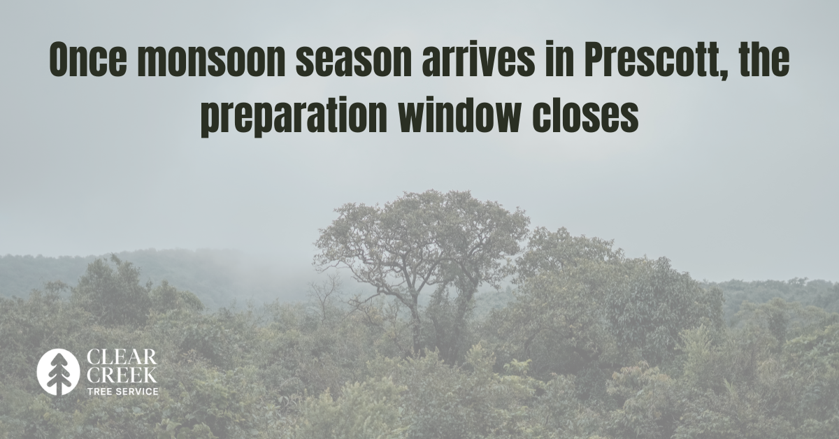 Pre-monsoon tree pruning Prescott AZ Clear Creek Tree Service certified arborist