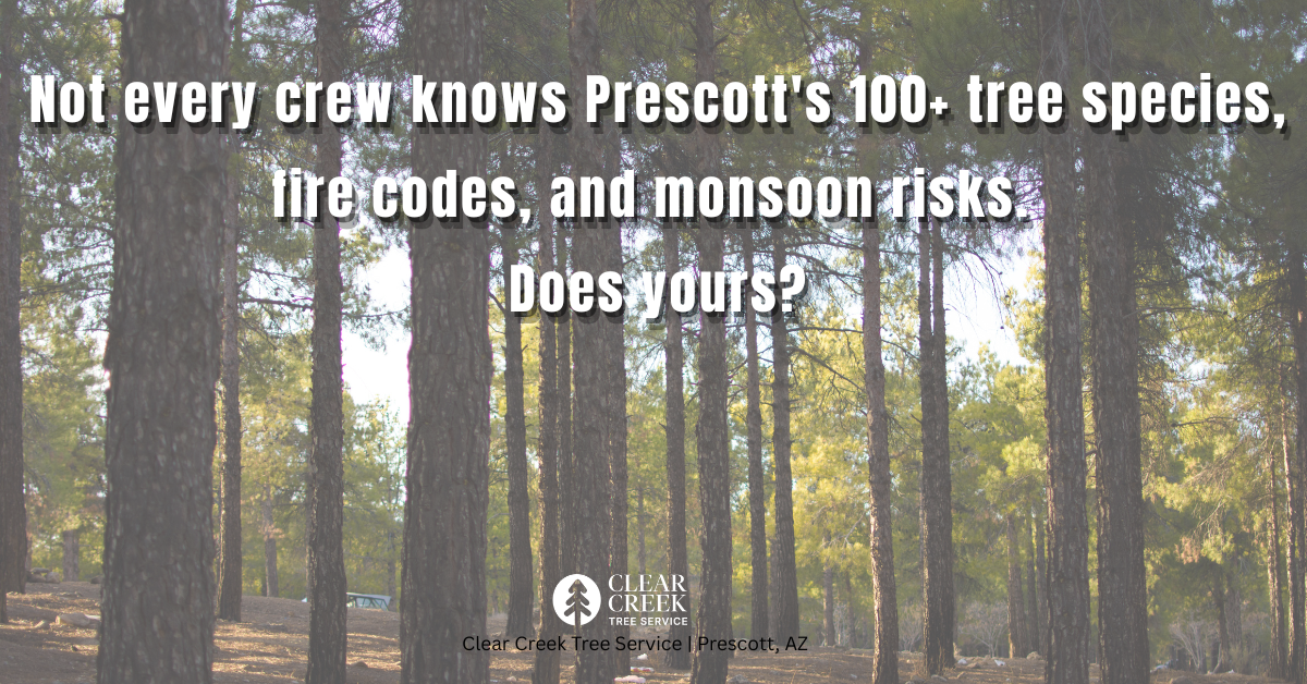 ISA certified arborist Prescott AZ Clear Creek Tree Service tree assessment Yavapai County