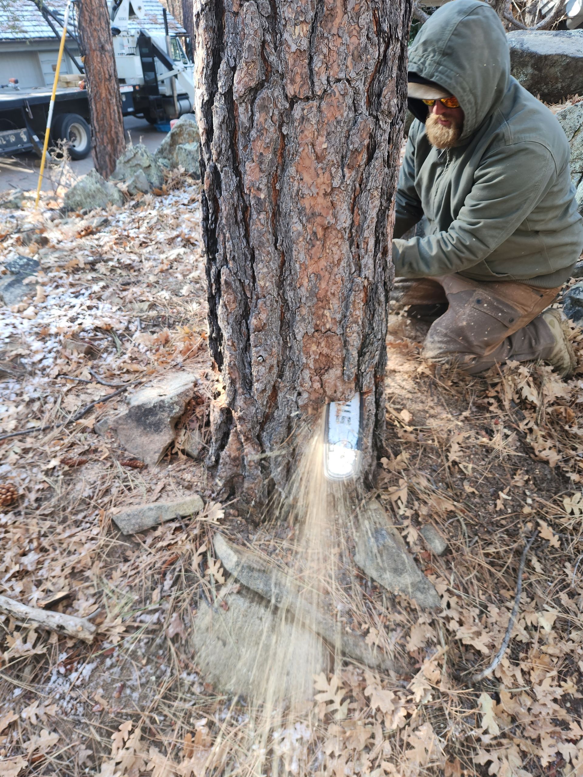 A man is cutting a tree with a chainsaw. A man is cutting a tree with a chainsaw.