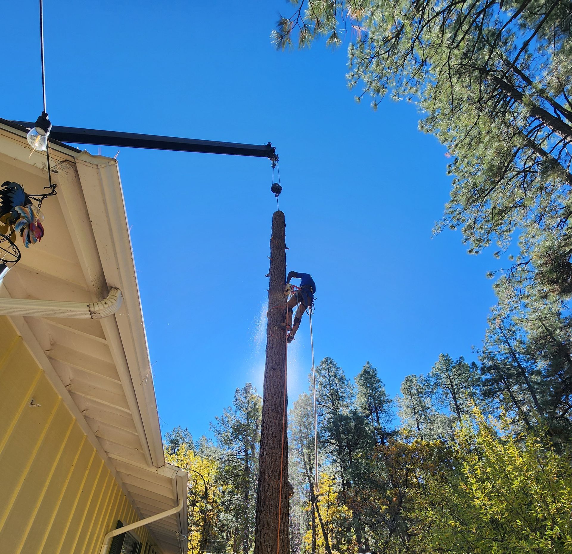 Worker in a bucket lift trimming a tall tree beside a house under a bright blue sky.