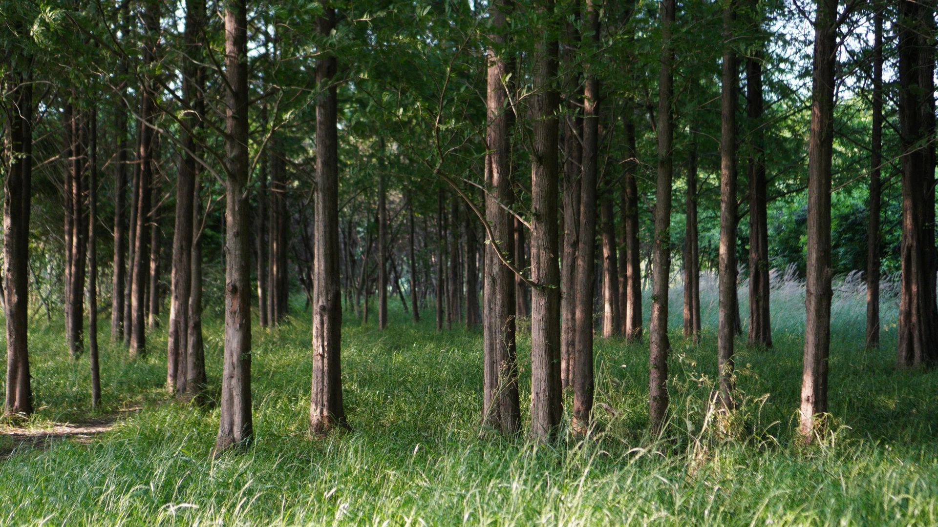 A forest filled with lots of trees and grass