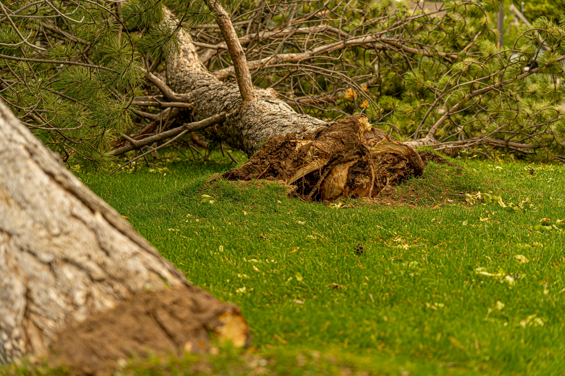 A fallen tree is laying on top of a lush green field.
