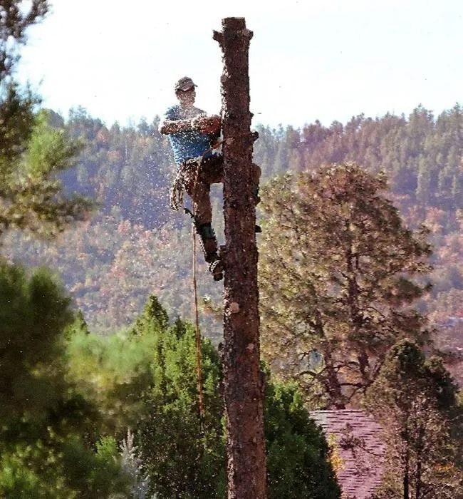 A man is cutting a tree with a chainsaw. A man is cutting a tree with a chainsaw.